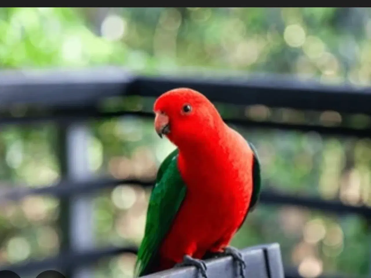 Billede 2 - Konge parakit