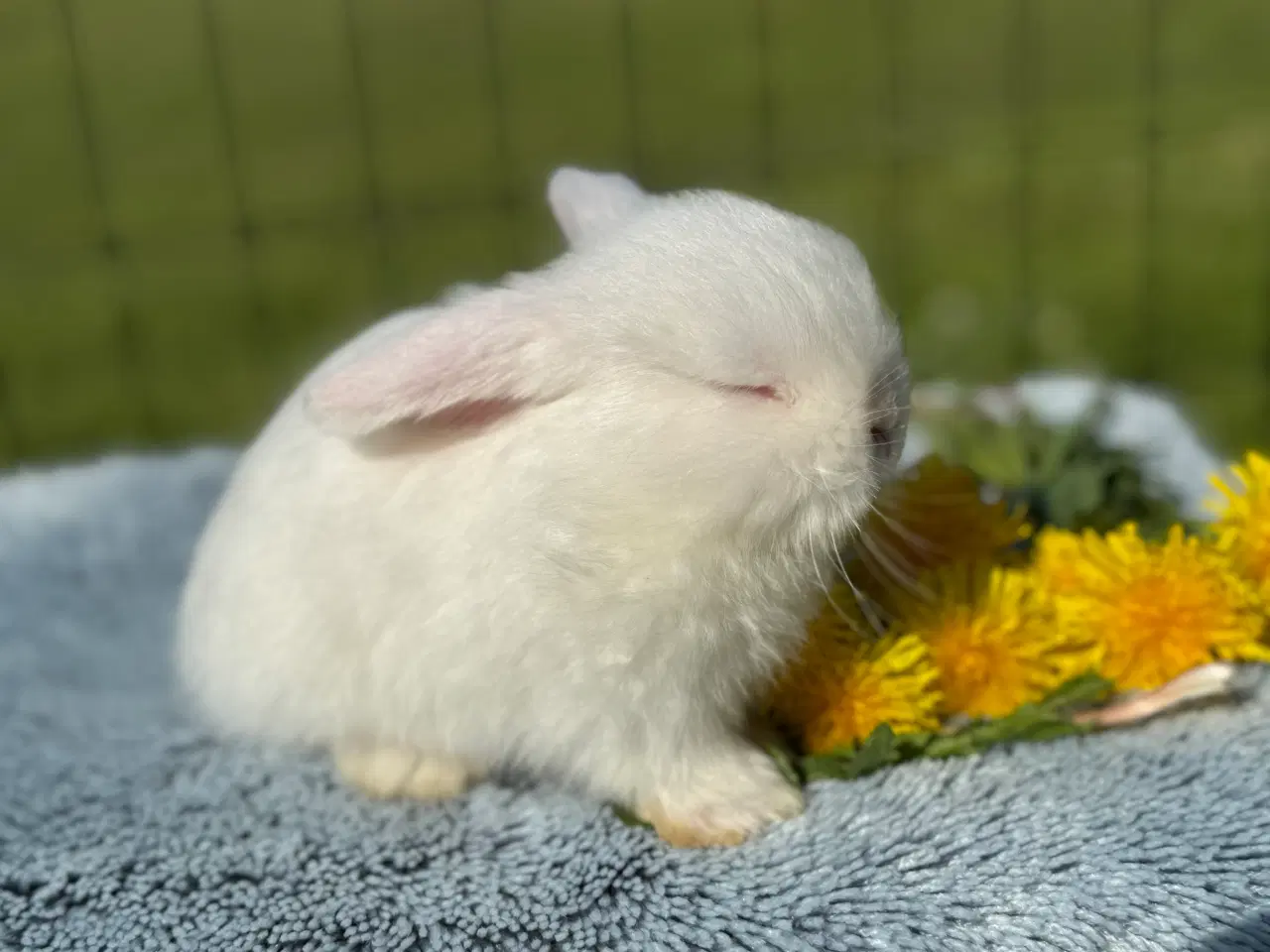 Billede 7 - Minilop kanin unge