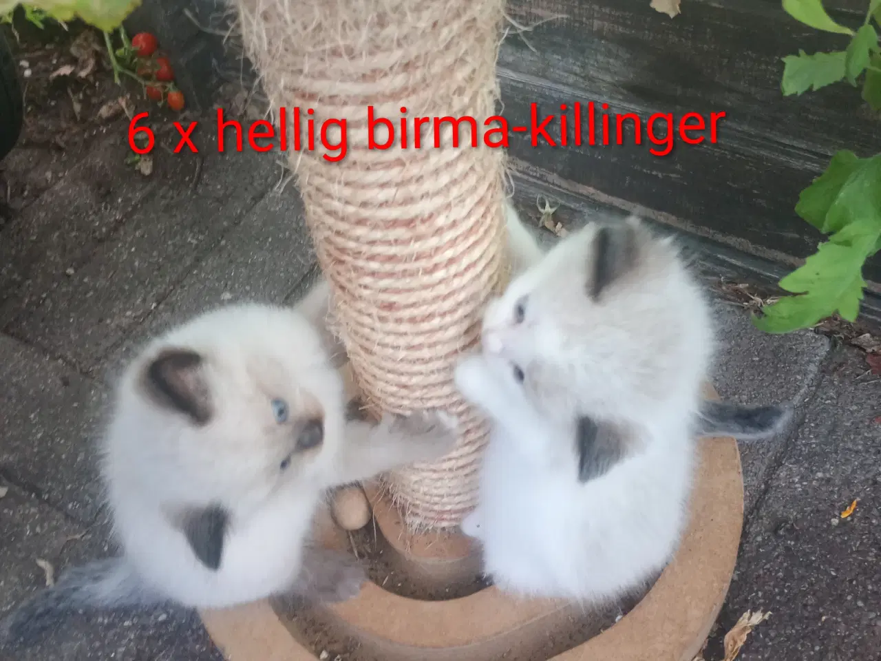 Billede 12 - 6 x baby Hellig Birma 