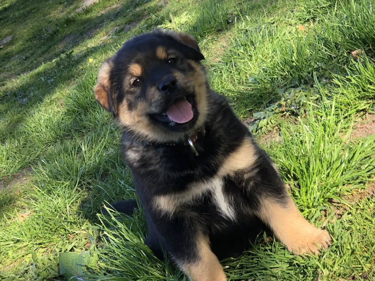Billede 2 - De smukkeste rottweiler/alaskan malamut hvalpe 