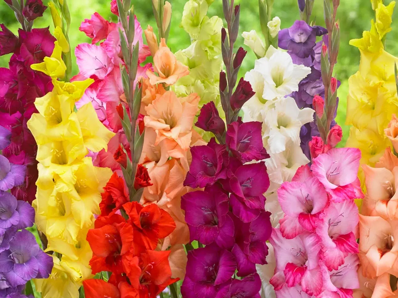 Billede 1 - Gladiolus mix blomsterløg - Storblomstrende