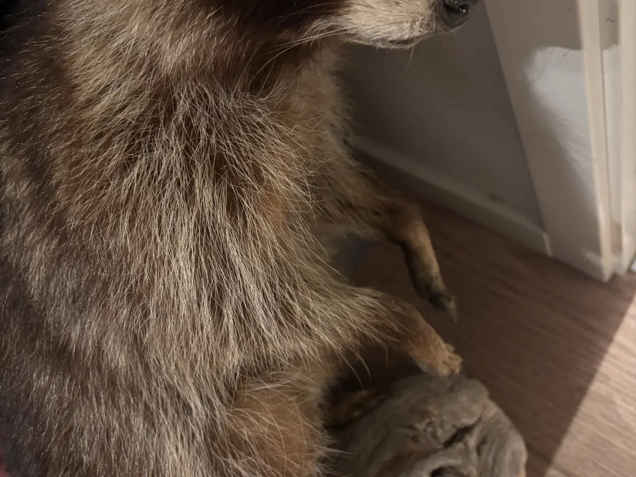 Billede 4 - Flot vaskebjørn på træstub 