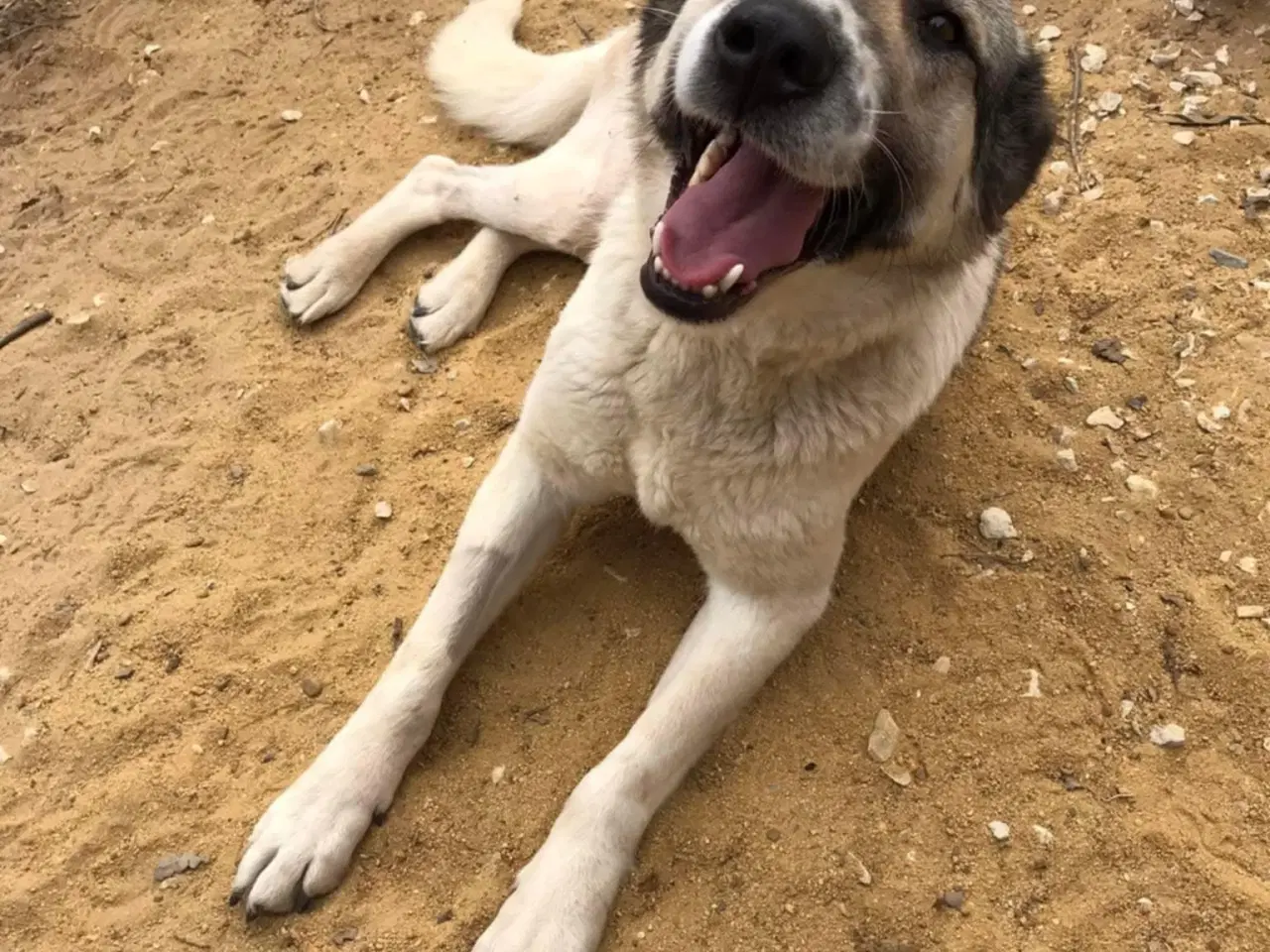 Billede 11 - Søde Raina søger sin helt egen familie