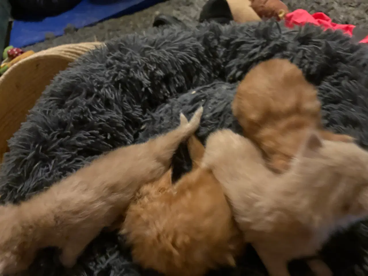 Billede 19 - Dejlige smukke og flotte