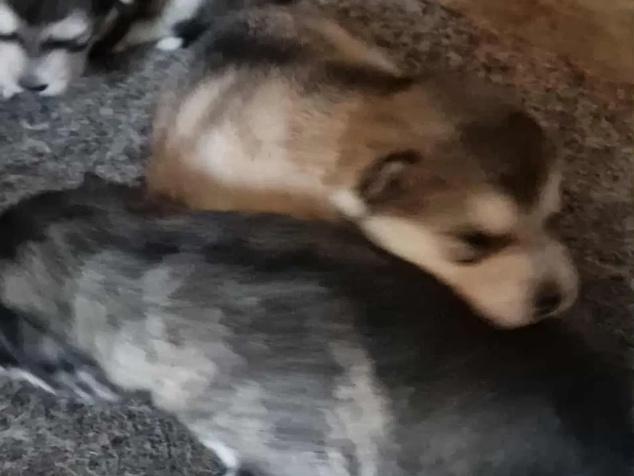 Billede 2 - 🎄 Alaskan Malamute hvalpe – klar til juleferien! 