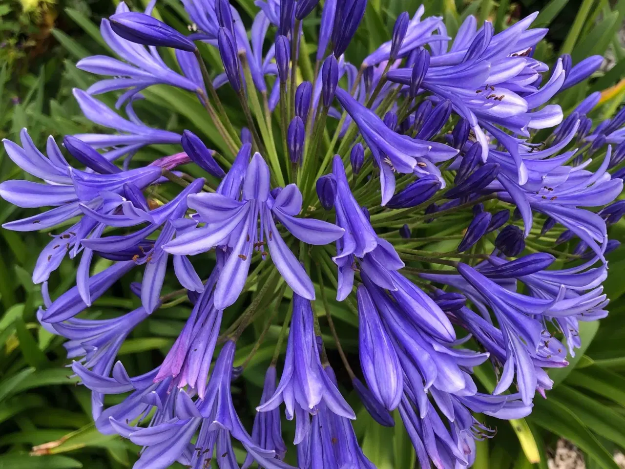 Billede 1 - Skærmlilje / Agapanthus Intermedius. Rodknolde