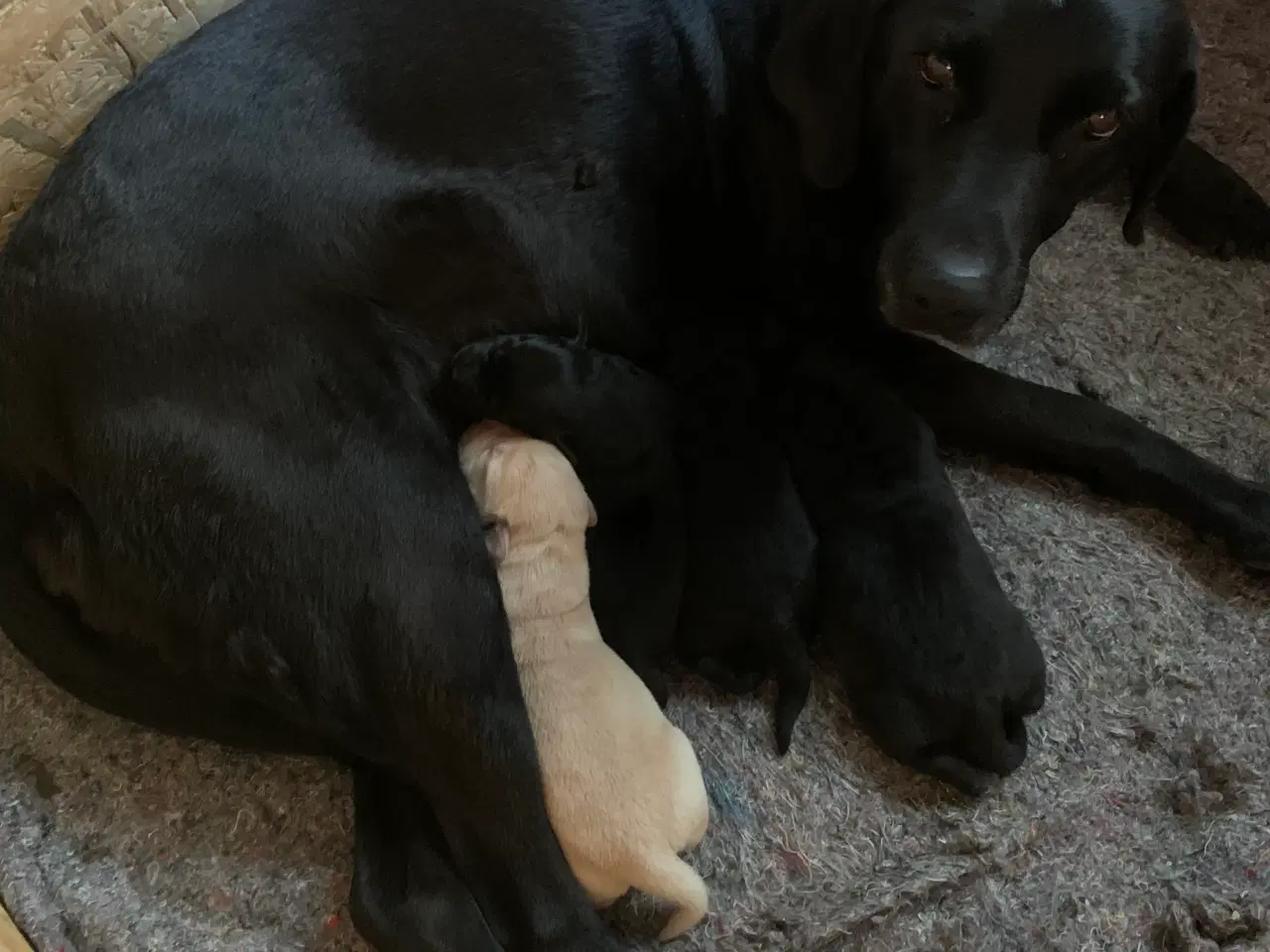Billede 1 - F1 Labrador hvalpe