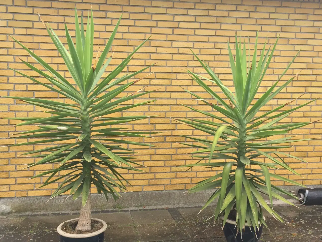 Billede 1 - Yucca elephantipes var. gigantea