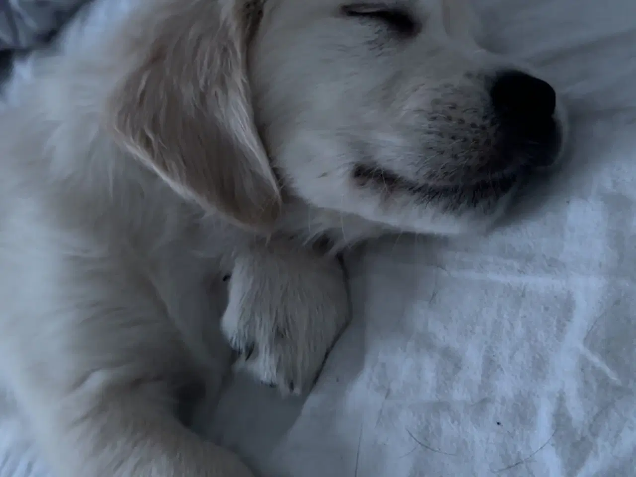 Billede 3 - Winston søger familie 