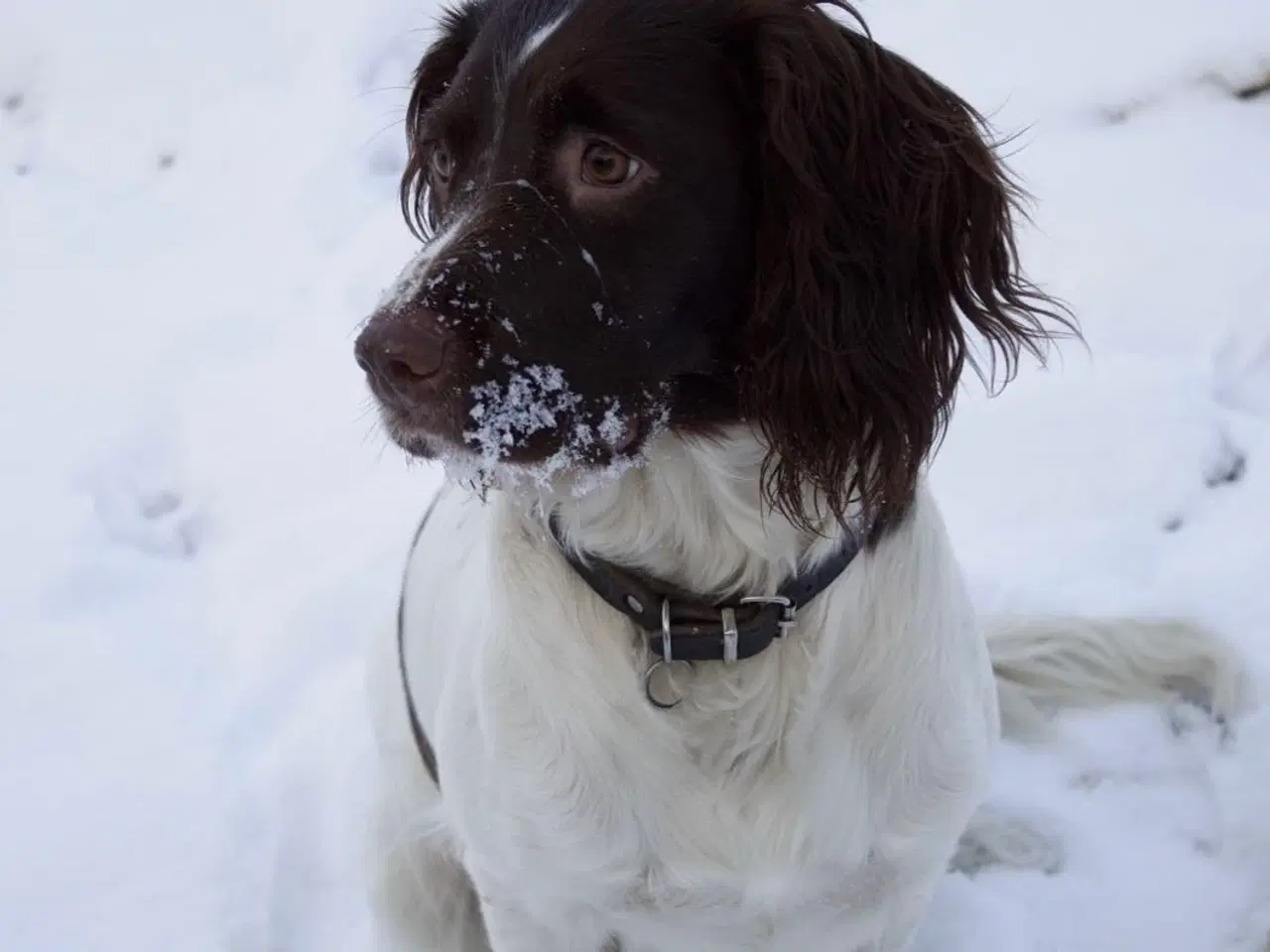 Billede 4 - Ft springer spaniels hvalpe med stamtavle 