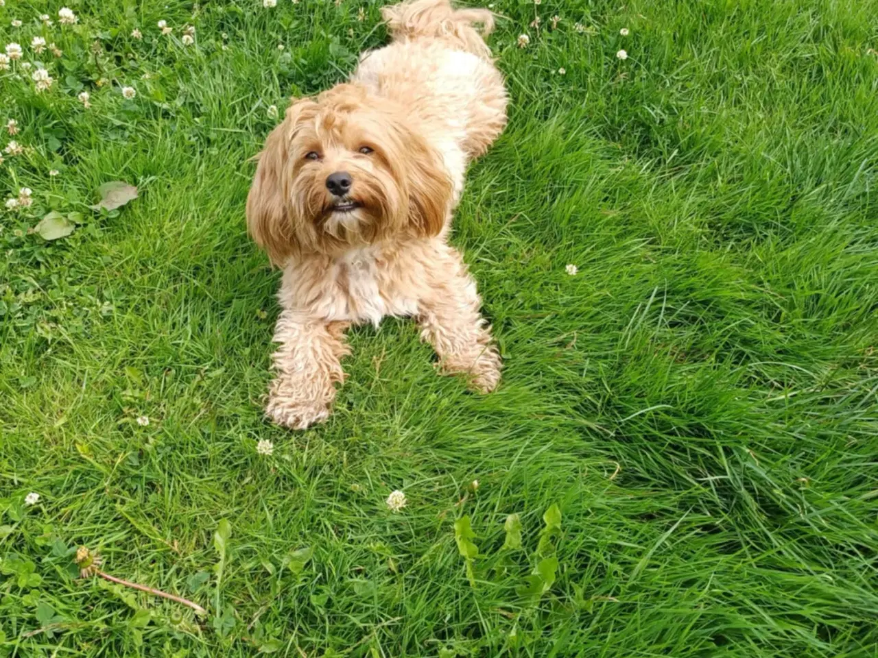 Billede 9 - Maltipoo hvalpe sælges 