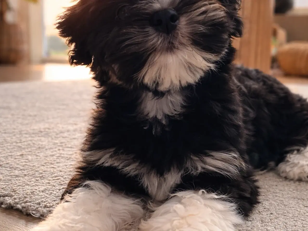 Billede 2 - Bischon havanaise pige med DKK plus tavle 