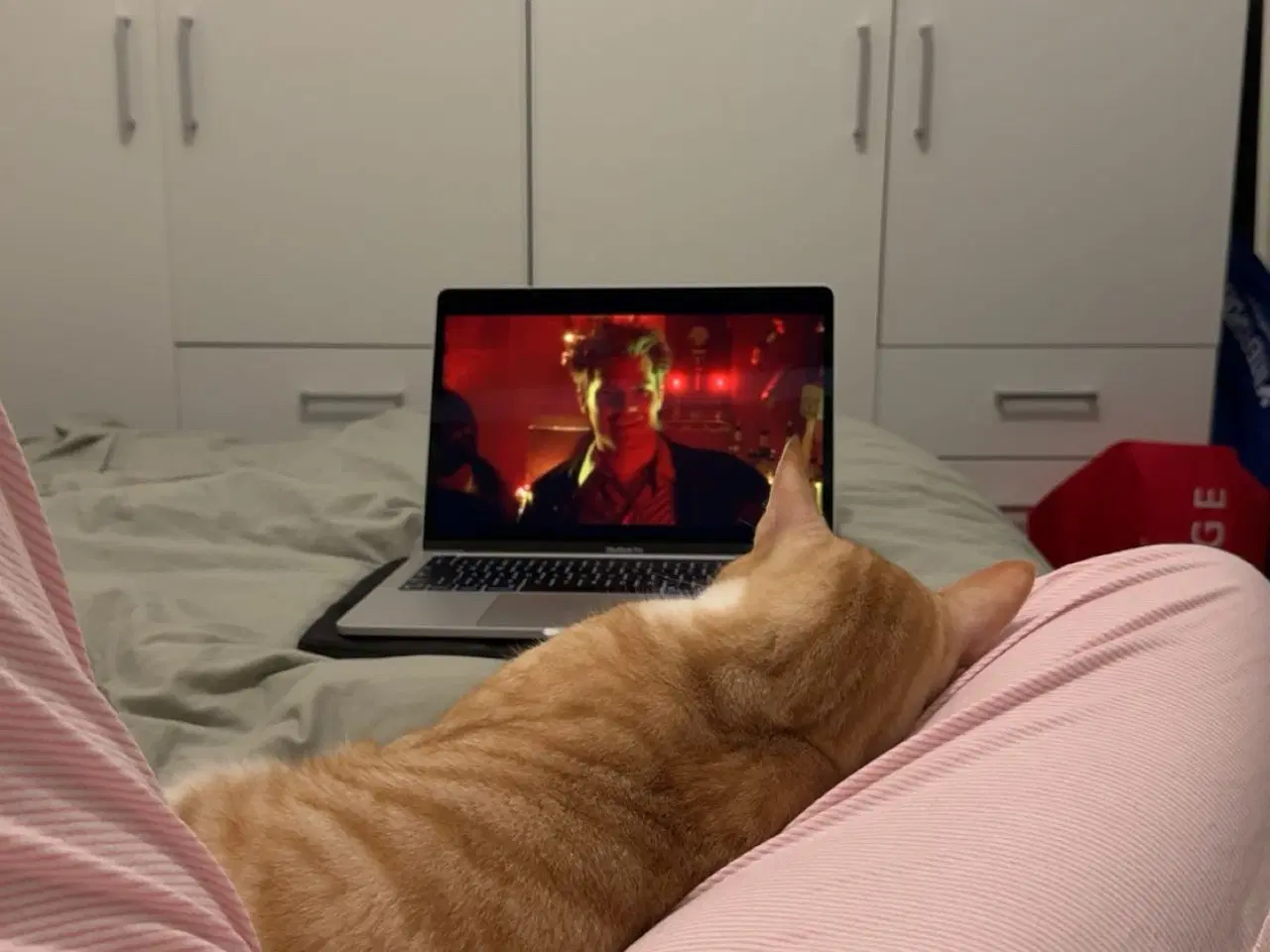 Billede 16 - 2 årig kat gives væk