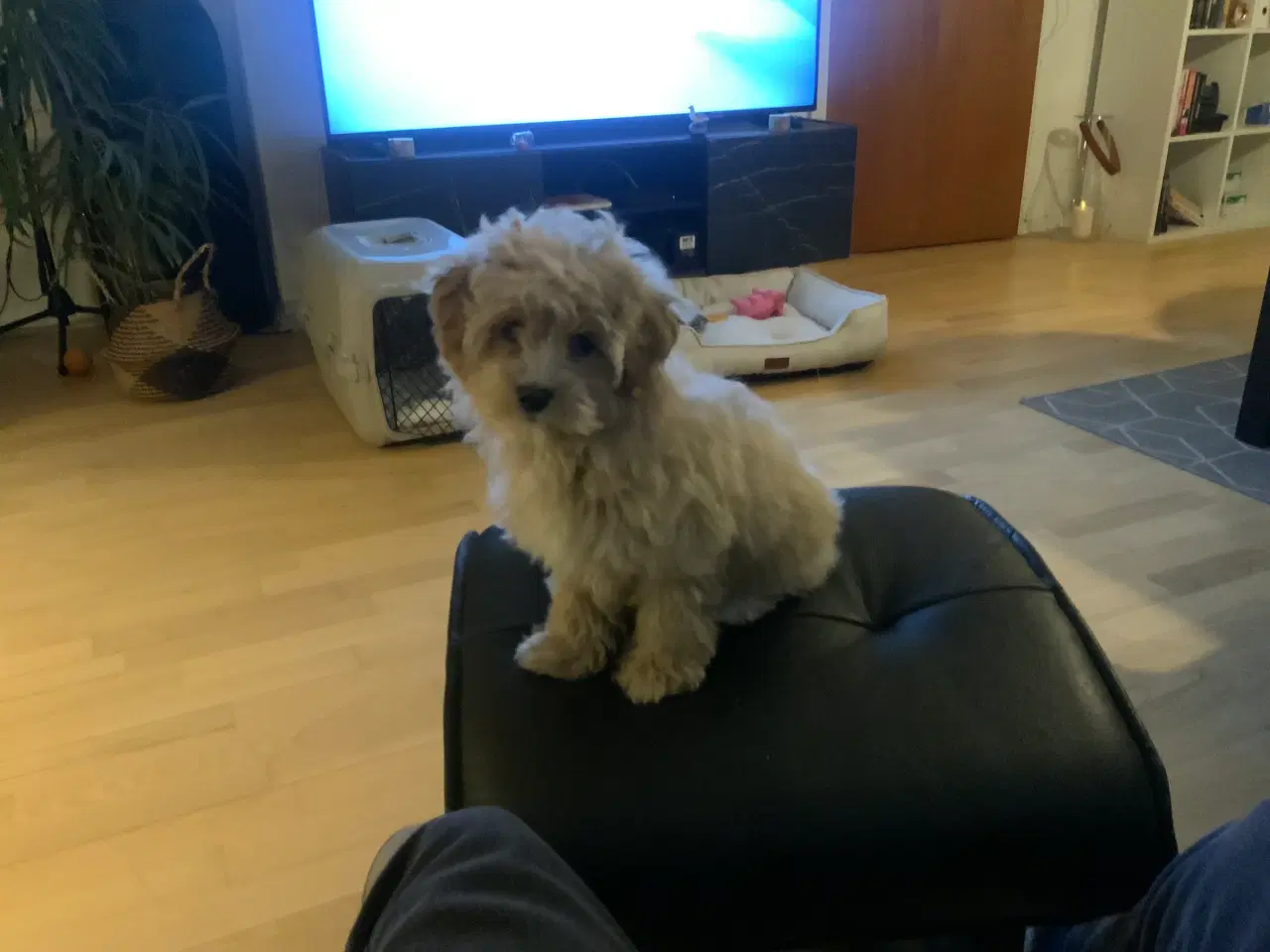 Billede 1 - Maltipoo tæve sælges.