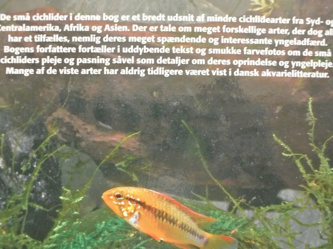 Billede 3 - små cichlider, af benny b. larsen og f. ingemann h