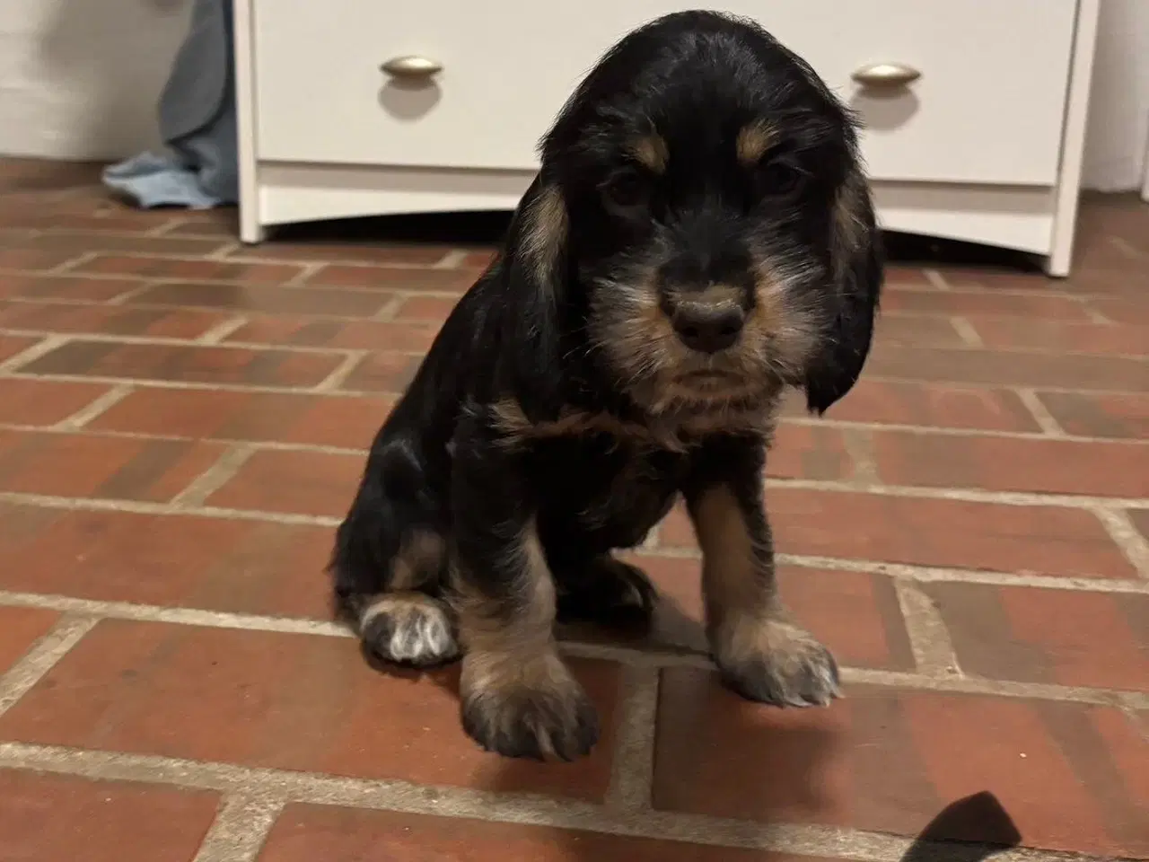 Billede 12 - Cocker spaniel - Blandings hvalpe 