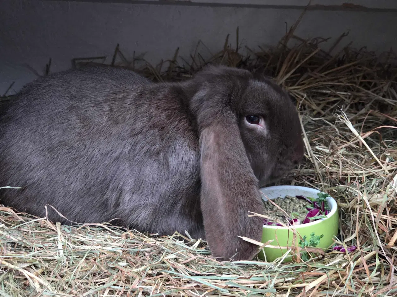 Billede 1 - Fransk vædder han