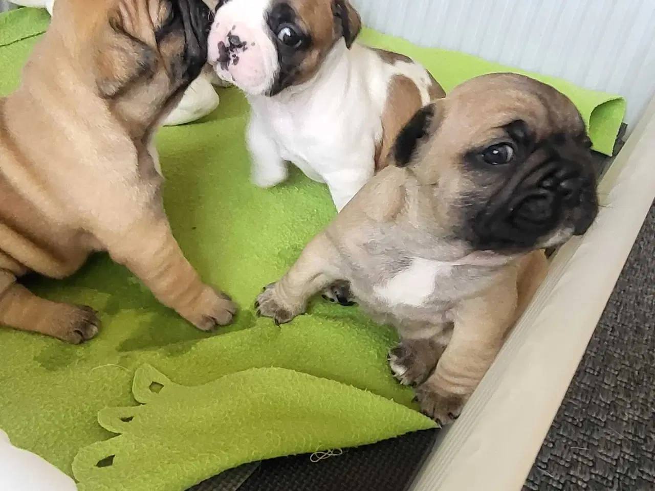 Billede 3 - Fransk Bulldog 