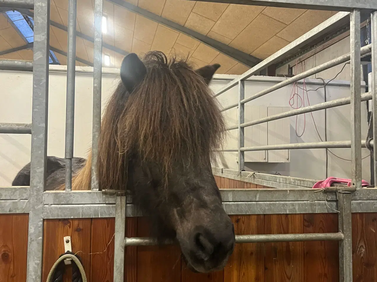 Billede 1 - Skøn islænder hoppe 14 år 