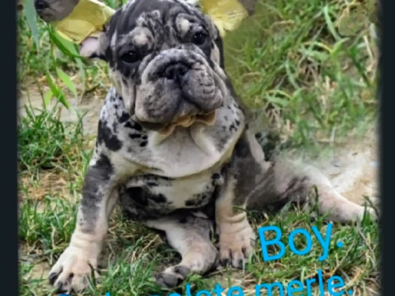 Billede 3 - Fransk bulldog 
