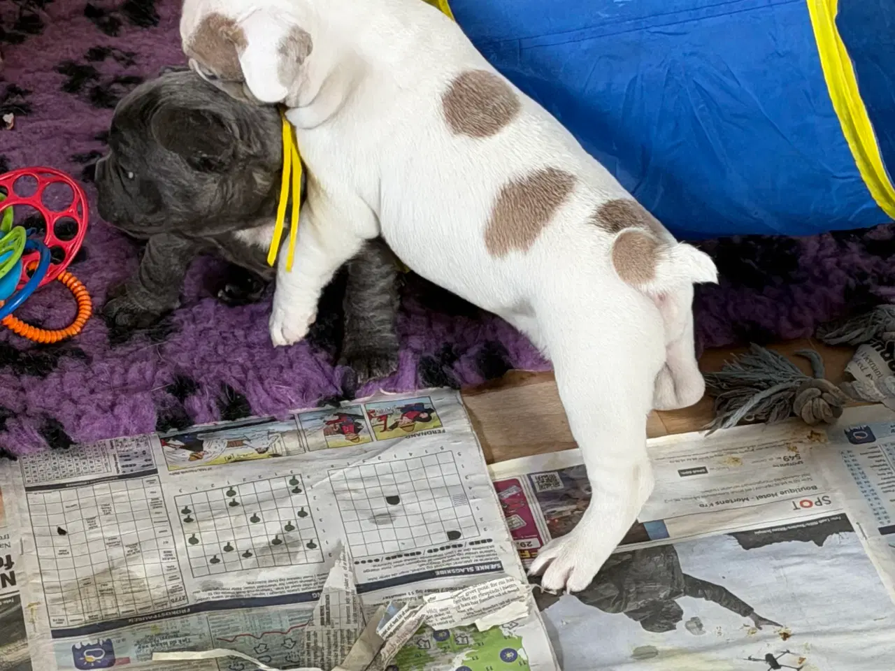 Billede 10 - Fransk Bulldog