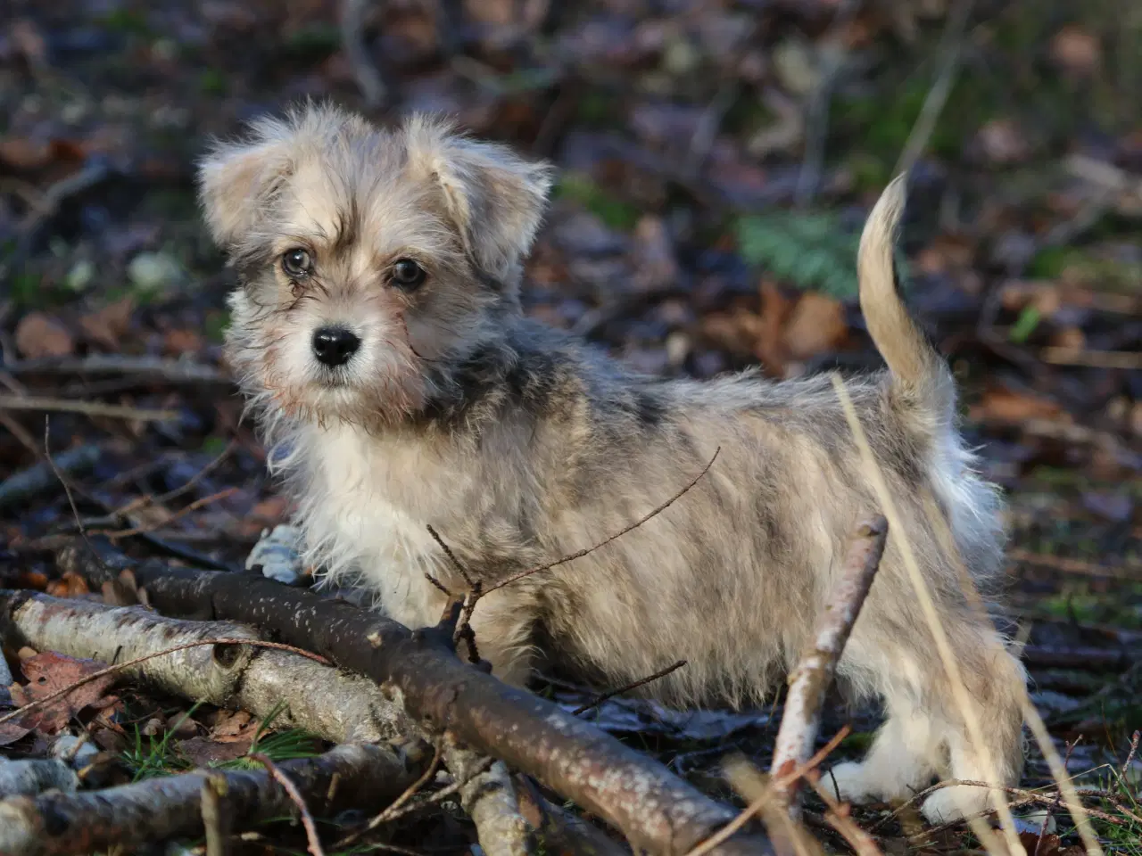 Billede 16 - Bichon havanais x cavalier king charles spaniel