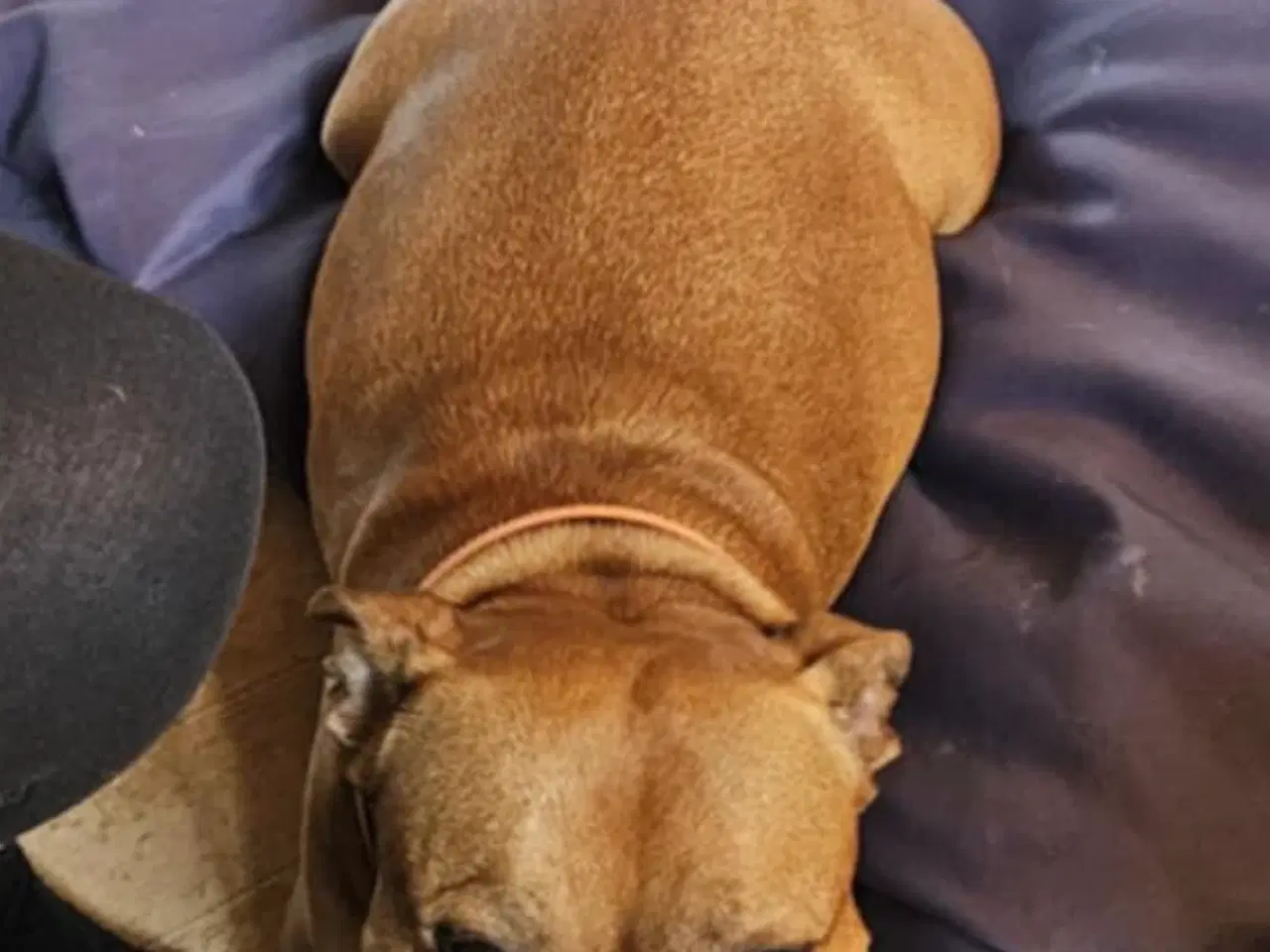 Billede 3 - DKK-hvalpe Staffordshire bullterrier 