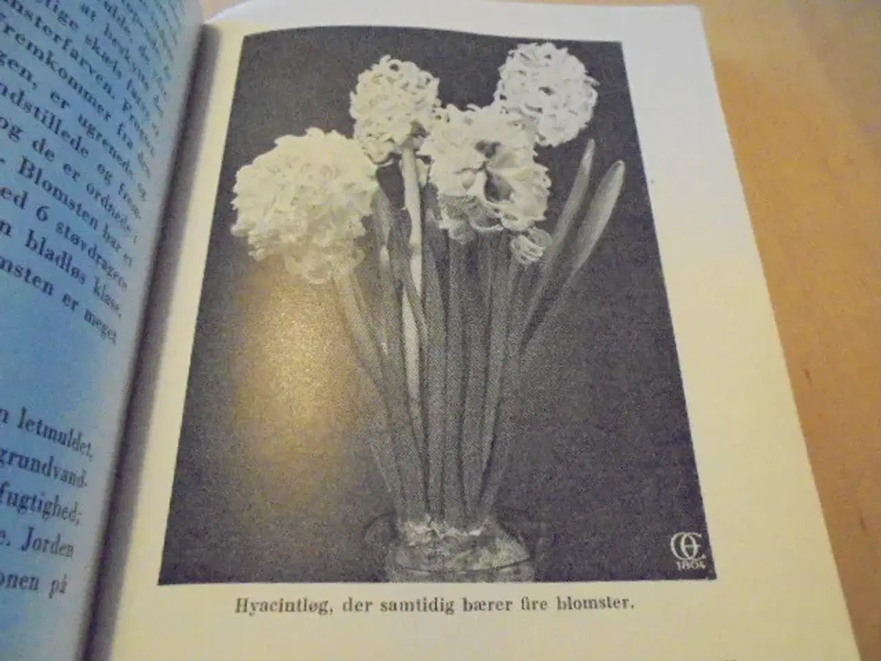 Billede 3 - Blomsterløg og blomsterknolde i haven – 1953