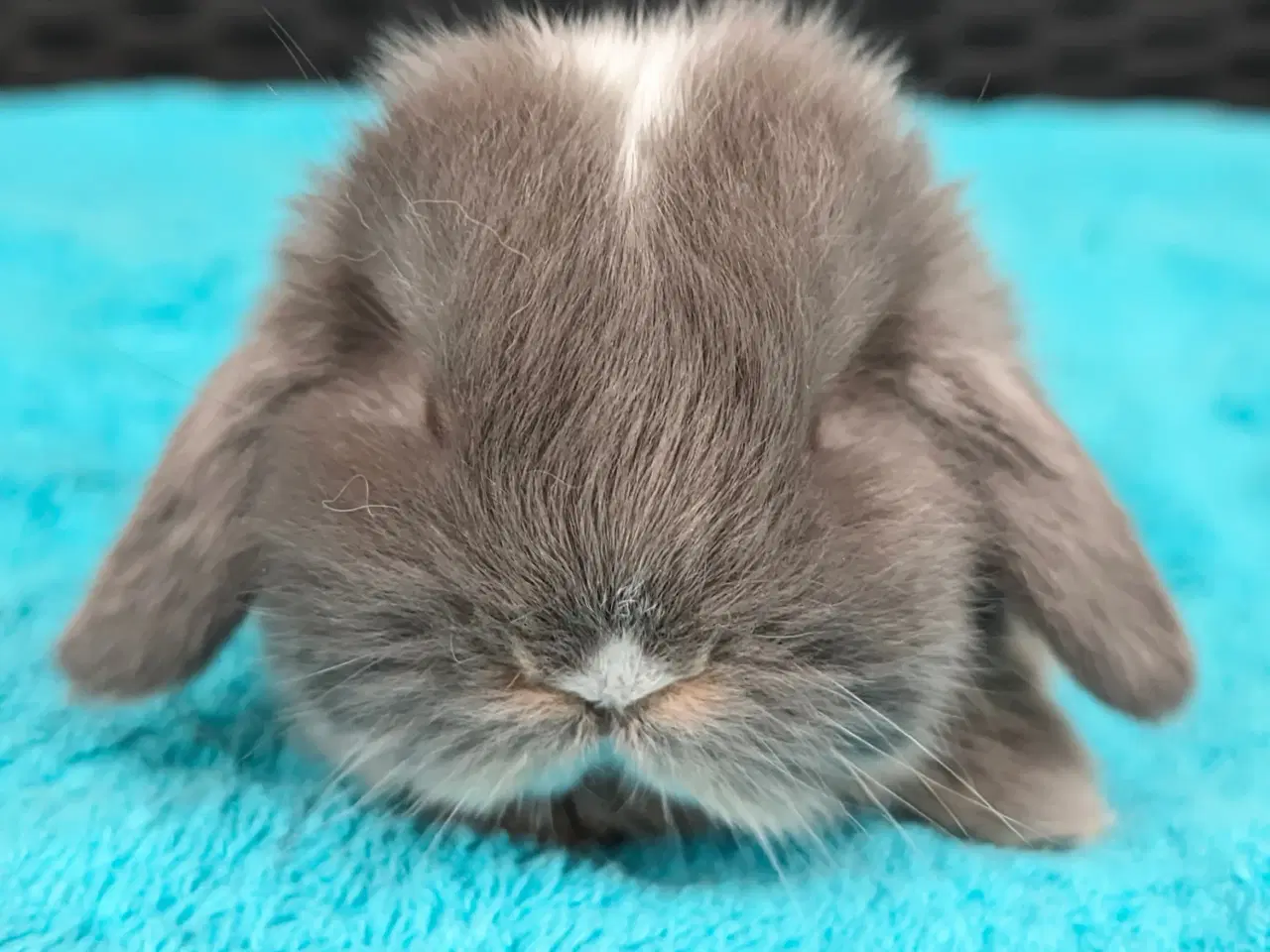 Billede 5 - Minilop kaninunge sælges