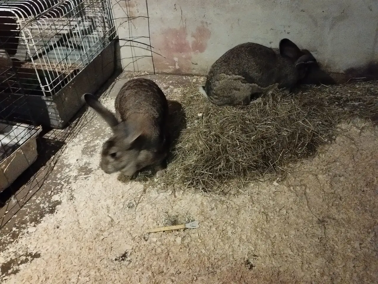 Billede 1 - 2 tamme belgiske kæmpe piger