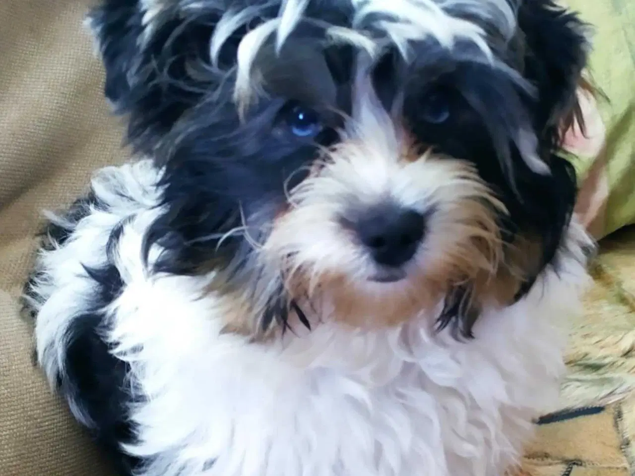 Billede 5 - Yorks Terrier Biewer