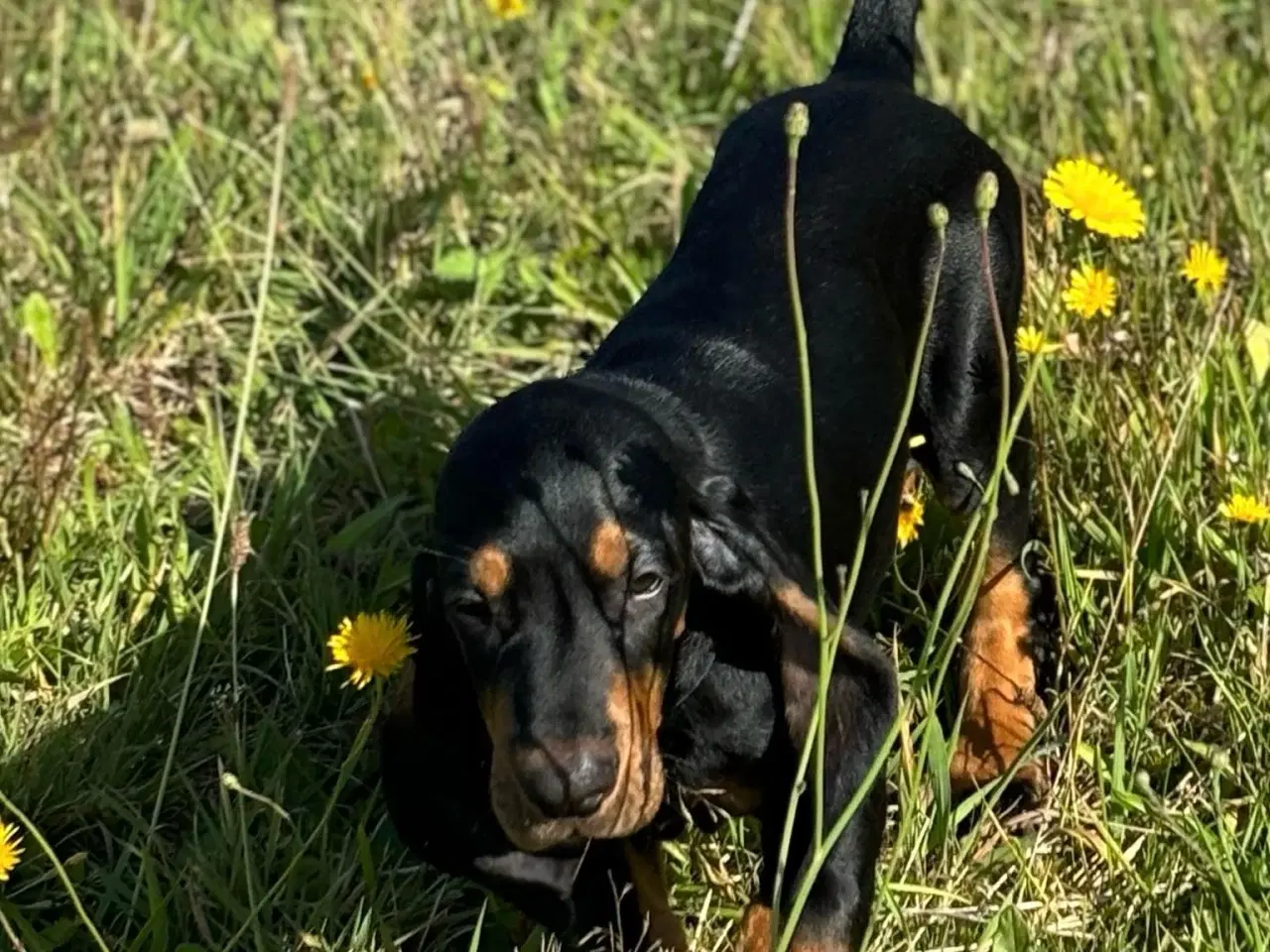 Billede 2 - Black and Tan Coonhound hvalpe