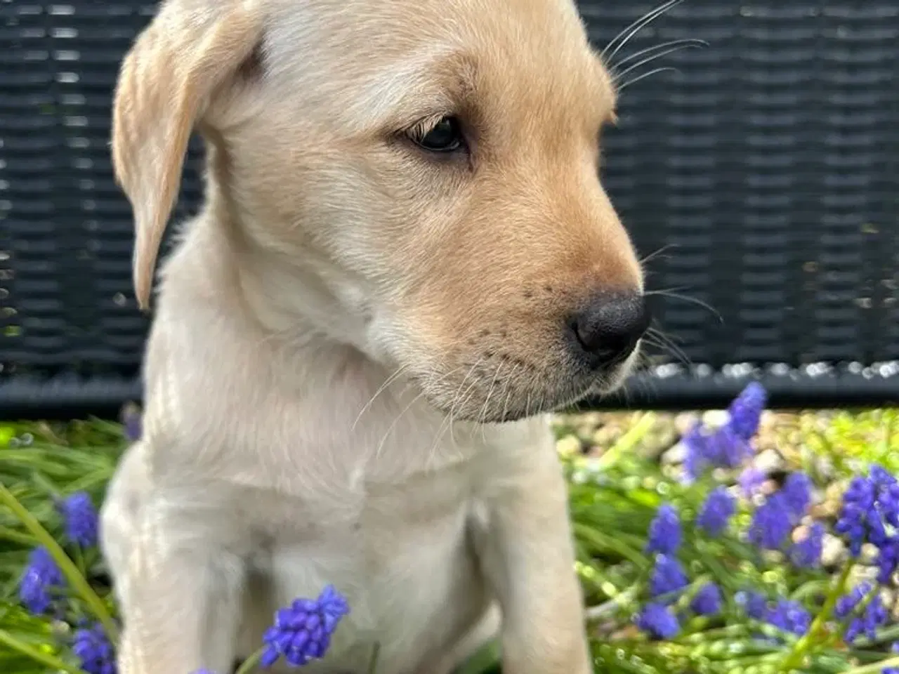 Billede 1 - Racerene RED FOX labrador af bedste familliehunde 