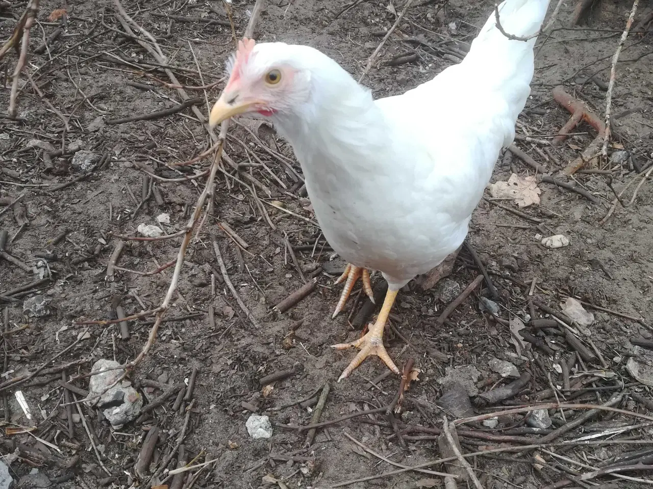 Billede 4 - Rigtig god ægge lægger hvide Italiener Lohmann dek