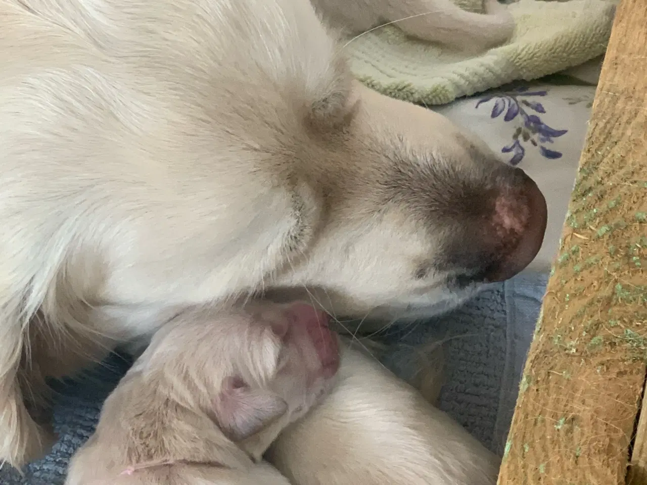 Billede 15 - Skønne gyldne Golden Retriever hvalpe