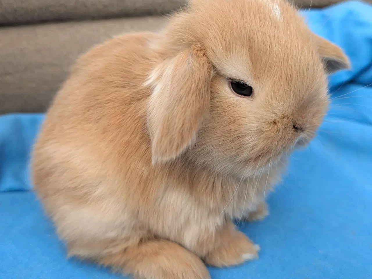 Billede 2 - Minilop kaninunge sælges