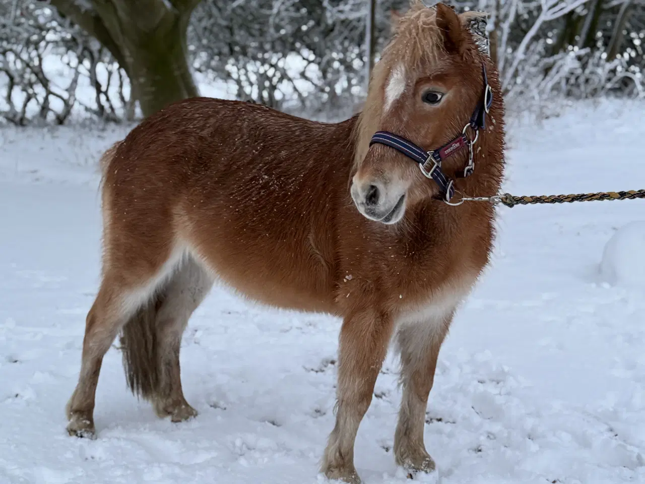 Billede 2 - Miniature/shetlænder hoppe sælges