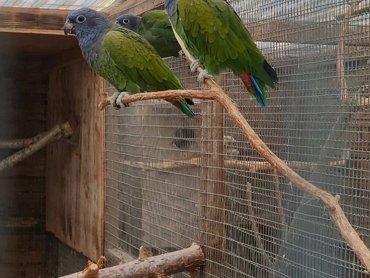 Billede 1 - Blåhovedet pionus 