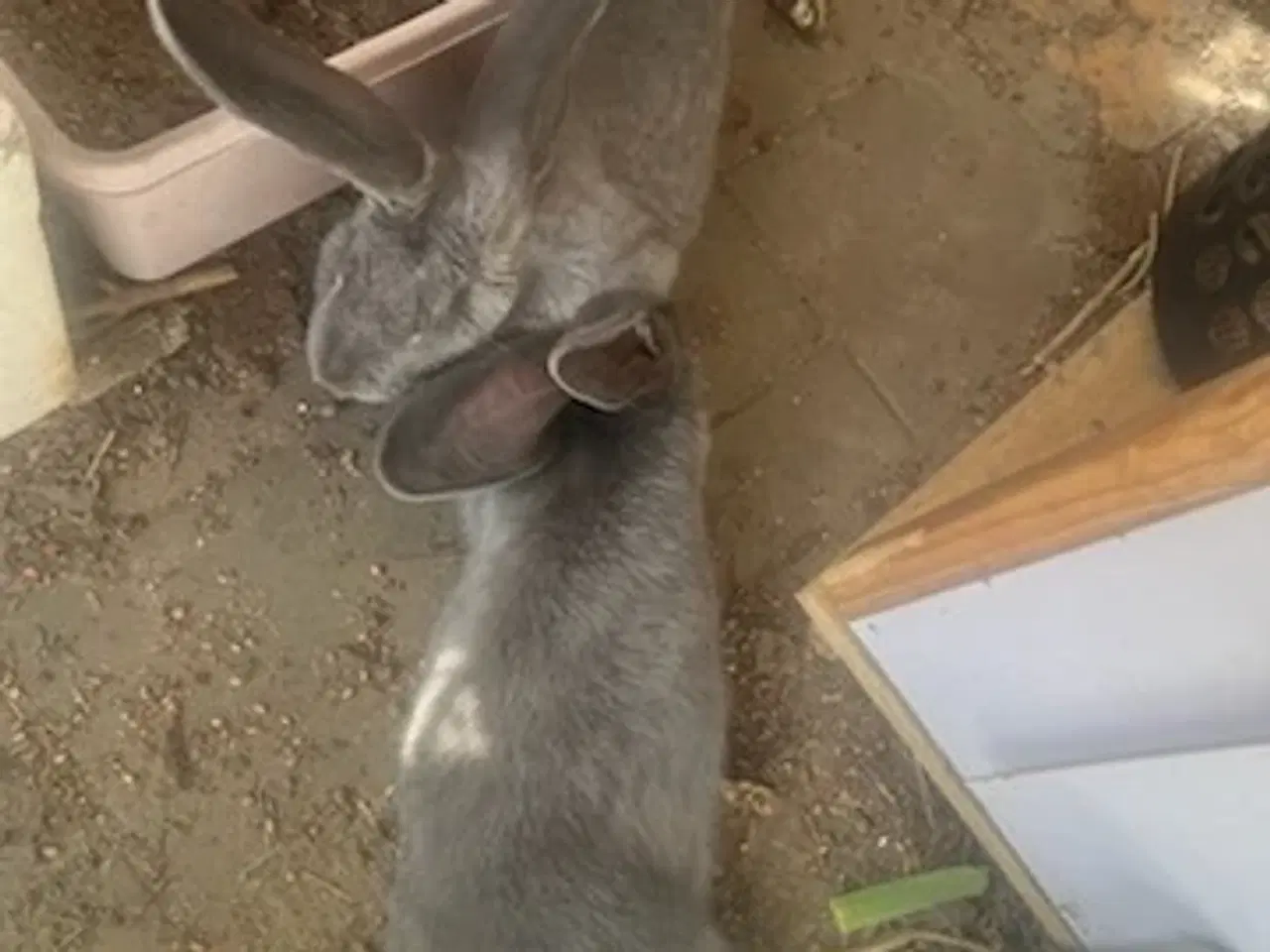 Billede 11 - Harekillinger 5 Stk.