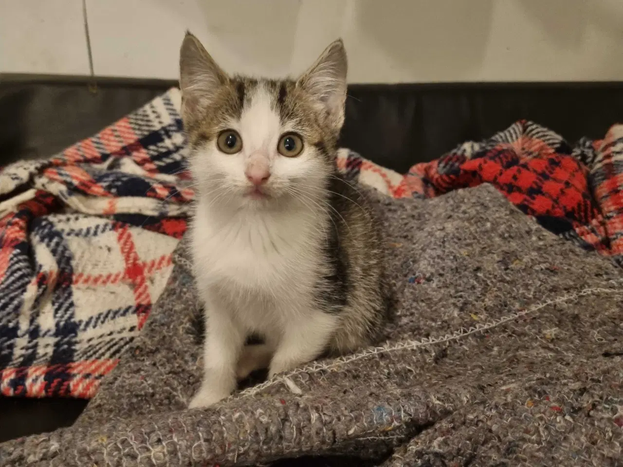 Billede 2 - Søde.killinger til salg