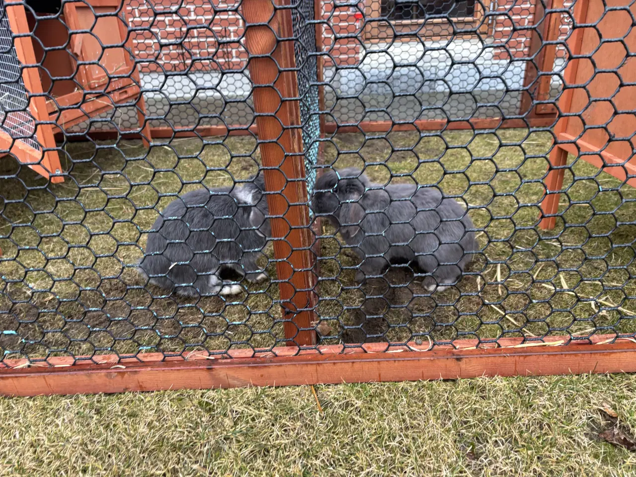 Billede 2 - Kaninbur samt 2 kaniner 