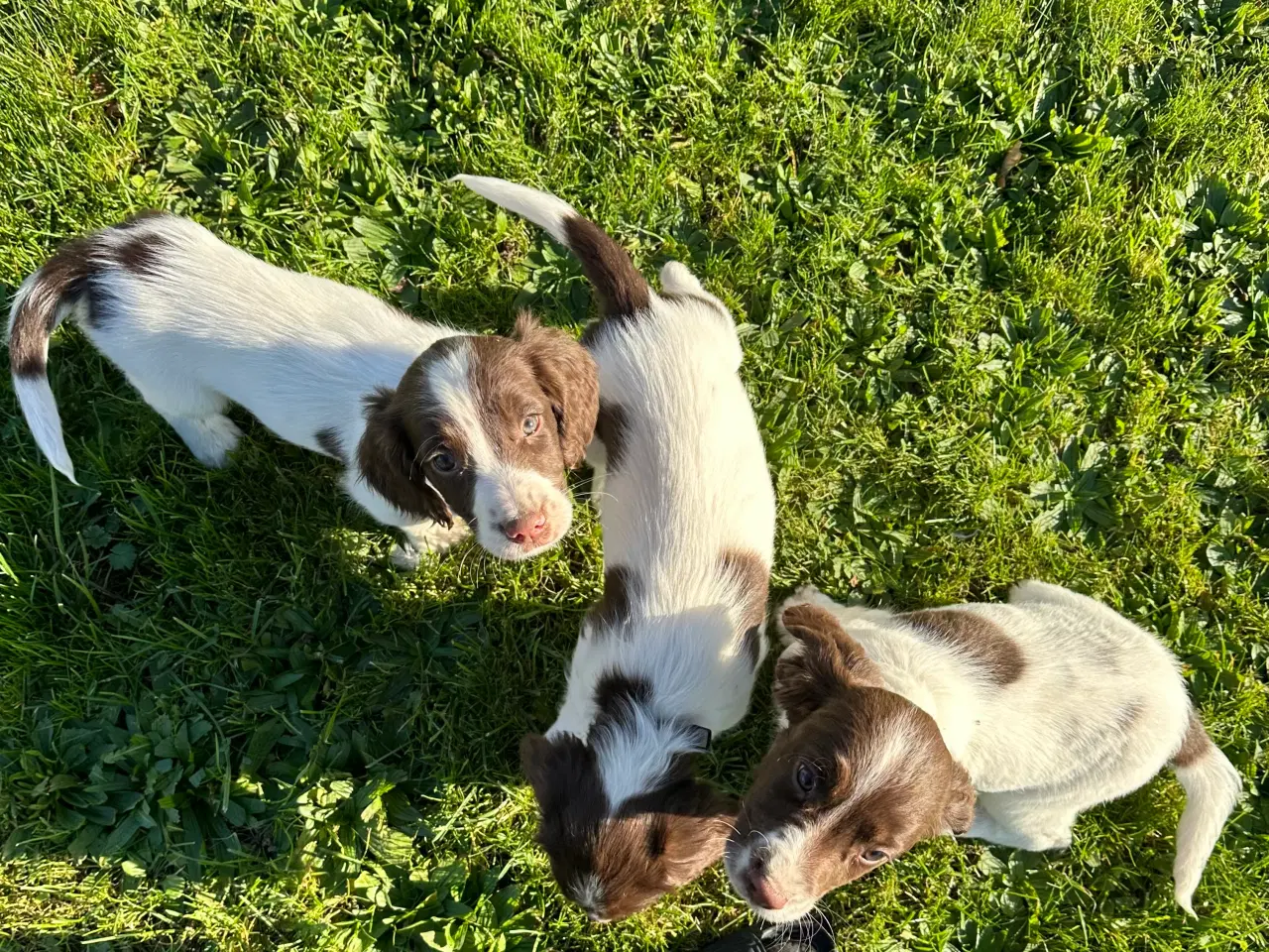 Billede 4 - Springer Spaniel hvalpe