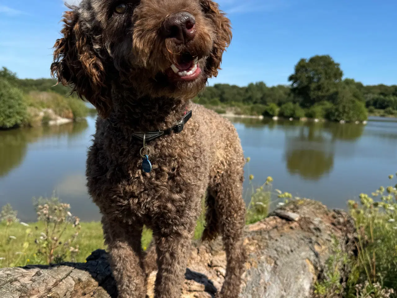 Billede 4 - Lagotto