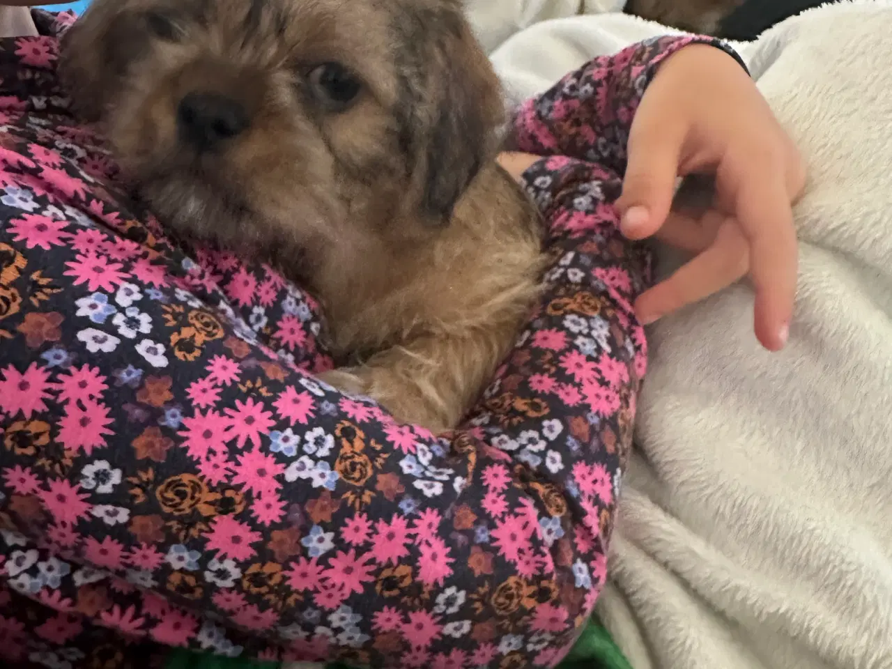 Billede 3 - Shih tzu blanding 