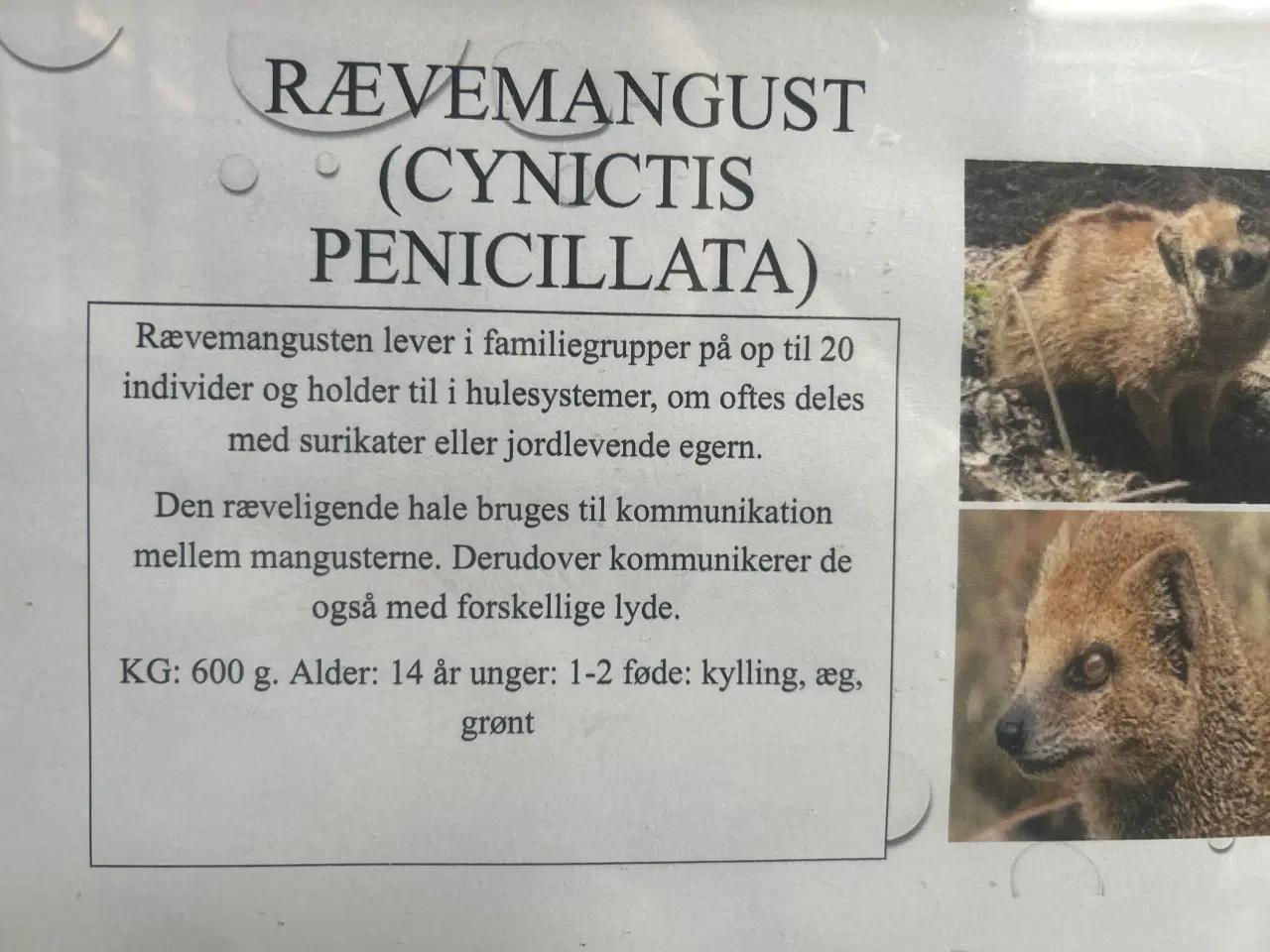 Billede 5 - Rævemanguster