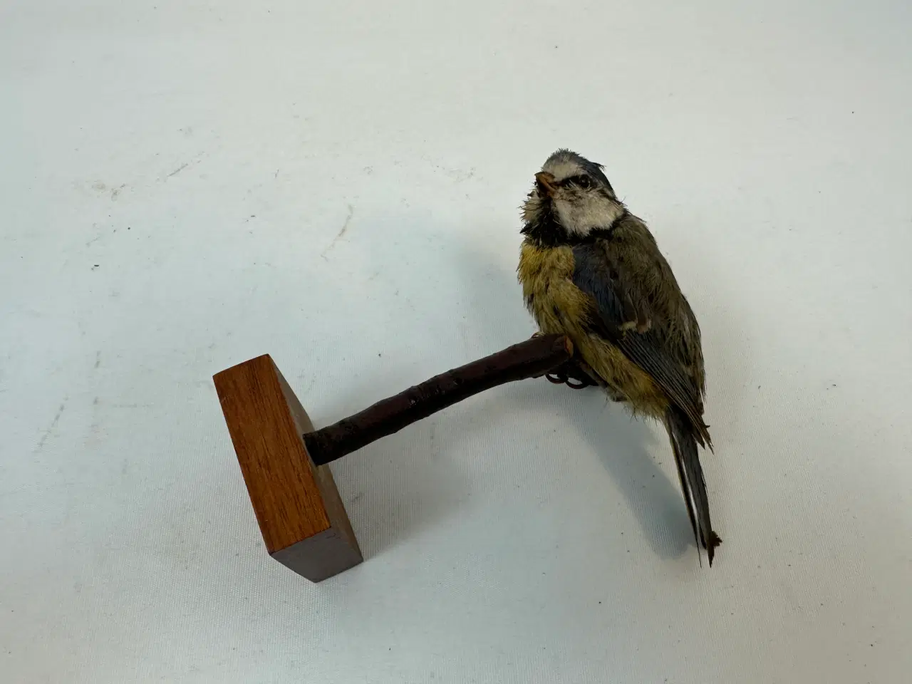 Billede 8 - Udstoppet Blåmejse