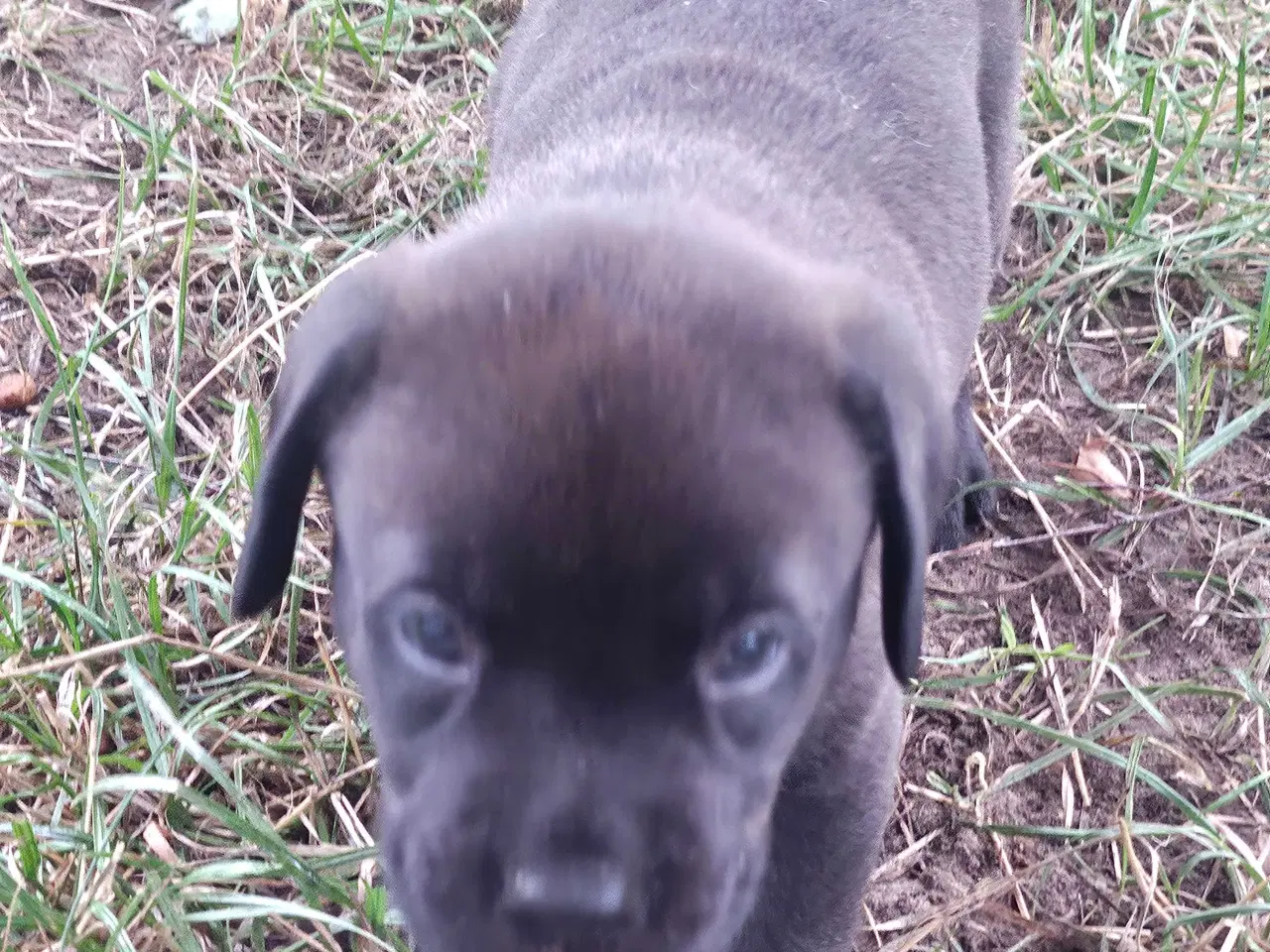 Billede 20 - Dogue de bordeaux blandings hvalpe