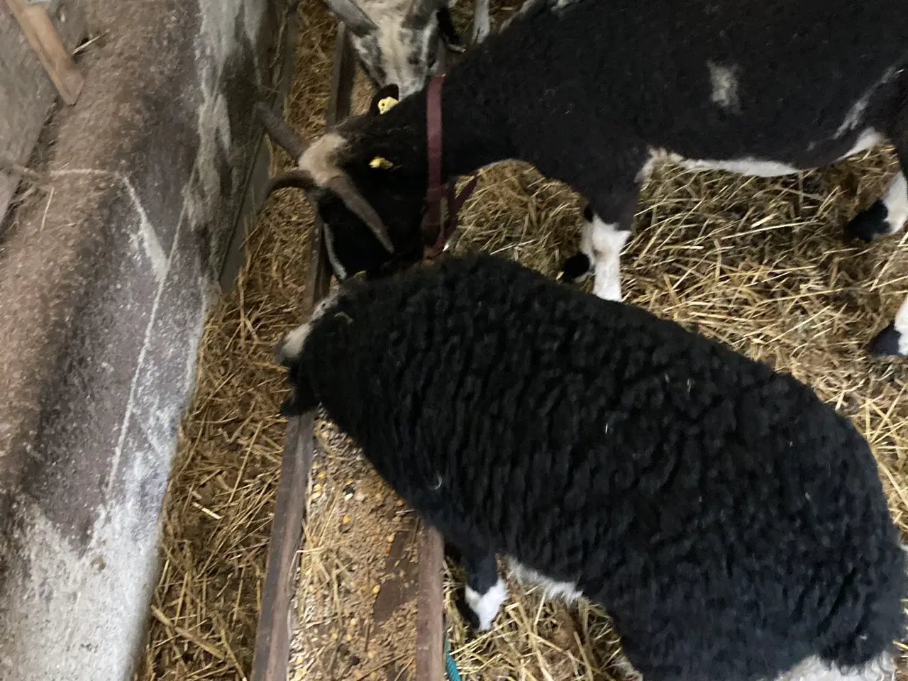 Billede 4 - Jacobs vædder lam