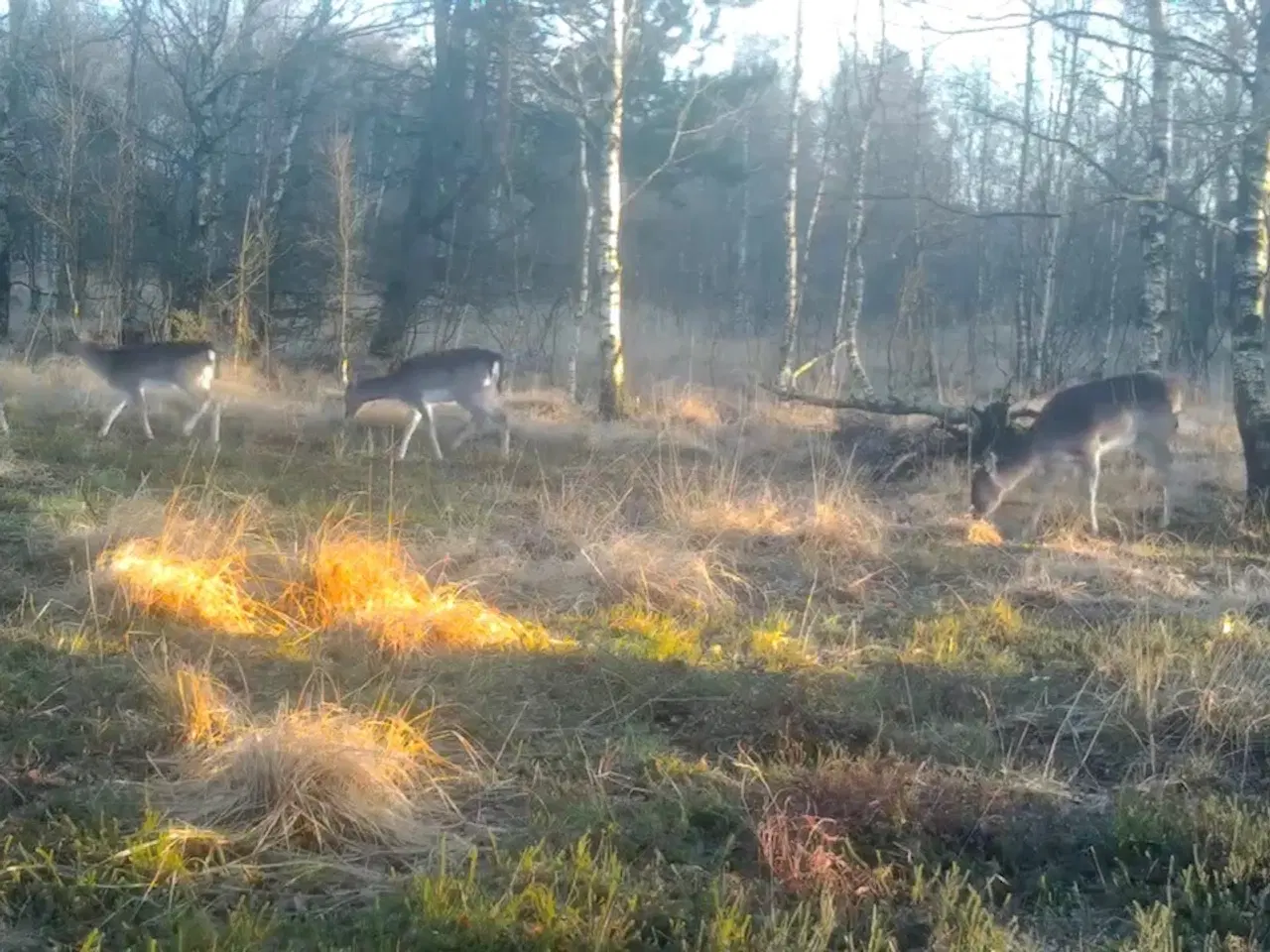 Billede 5 - 3,95 Ha frijord ved Vejen