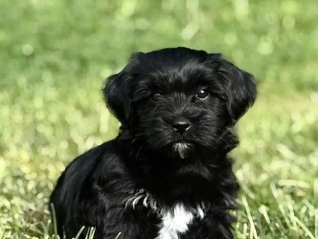 Billede 1 - Bichon Havanais hvalp 